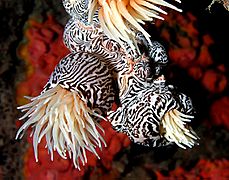 Striped colonial anemone