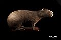 Taxidermy specimen of Capybara (Hydrochoerus hydrochaeris)
