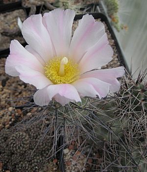 Archivo:Tephrocactus alexanderi 02
