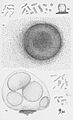 Thaxter-Myxobacteria-4
