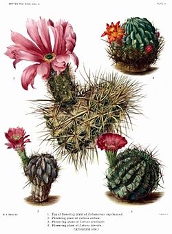 The Cactaceae Vol III, plate V filtered.jpg