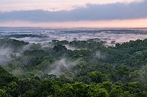 USAID Measuring Impact Conservation Enterprise Retrospective (Guatemala; Rainforest Alliance) (40259253082).jpg