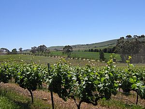 Archivo:Vines in Clare Valley