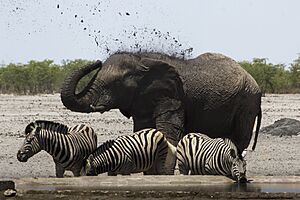 Archivo:Wildlife of Namibia