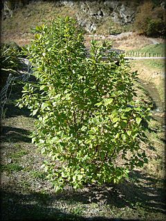 Archivo:Wineberry-tree