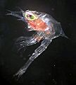 Zoea-stage larva (king crab - Paralithodes platypus)
