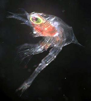 Archivo:Zoea-stage larva (king crab - Paralithodes platypus)