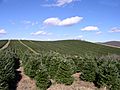 Abies fraseri plantation