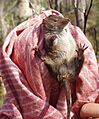 Antechinus swainsonii1