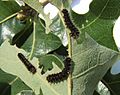 Antheraea pernyi 1st instar 1 sjh