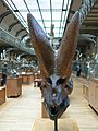 Arsinoitherium zitteli skull front
