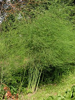 Asperge planten Asparagus officinalis