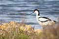 Avoceta común, laguna de La Mata
