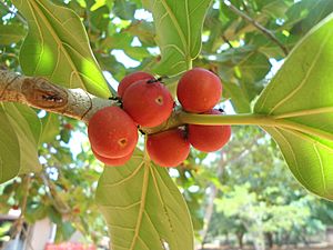 Archivo:Banyan fruit Ficusbenghalensis IGZoopark Visakhapatnam