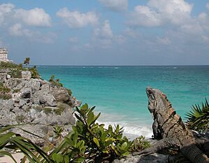 Archivo:Black Spiny-tailed Iguana - (Ctenosaura similis) Overseeing Tulum (6262914018)