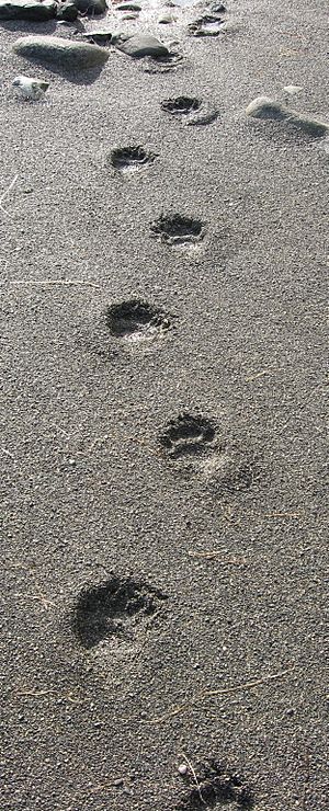 Archivo:Black bear tracks