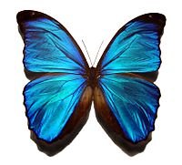 Archivo:Blue morpho butterfly