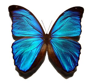 Archivo:Blue morpho butterfly