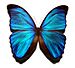 Blue morpho butterfly.jpg