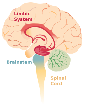 Archivo:Brain limbicsystem