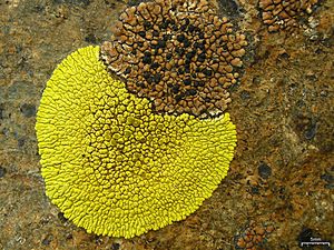 Archivo:Brown Tile and Gold Cobblestone Lichens (5037667763)