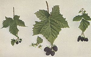 Archivo:Burbank leaf fruit