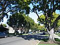 Burlingame city of trees