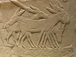 Archivo:Burros en un relieve egipcio en piedra caliza, Imperio Antiguo, Museo Egipcio de Berlín