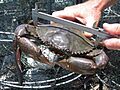 CSIRO ScienceImage 10696 Mud crabs are caught measured tagged and released as part of the research into the effectiveness of green zones in Moreton Bay