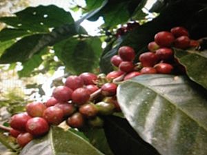 Archivo:Cafe maduro de Costa Rica