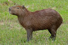 Capybara (Hydrochoerus hydrochaeris) (28482081964).jpg