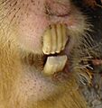 Capybara Detail Schneidezahne