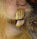 Archivo:Capybara Detail Schneidezahne