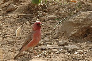 Archivo:Carpodacus synoicus male(01)