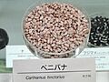 Carthamus tinctorius - Osaka Museum of Natural History - DSC07849