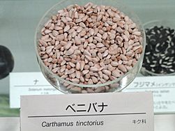 Carthamus tinctorius - Osaka Museum of Natural History - DSC07849.JPG