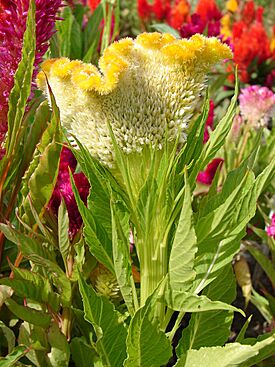 Celosia argentea plumosa nana.JPG