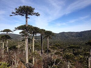 Archivo:Cerro Anay, PN Nahuelbuta