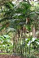 Chamaedorea costaricana
