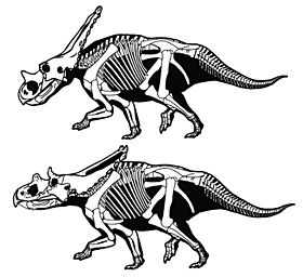 Archivo:Chasmosaurus