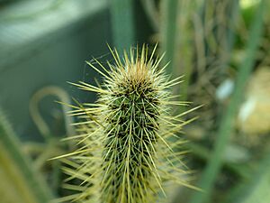 Archivo:Cleistocactus candelilla 2020-02-08 7900