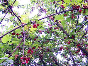 Archivo:Cornus mas 25092005