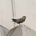 Crag martin
