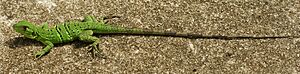 Archivo:Ctenosaura similis (juvenile)