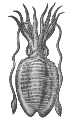 Archivo:Cuttlefish