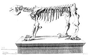 Archivo:Descripcion del esqueleto de un quadrúpedo muy corpulento y raro que se conserva en el Real Gabinete de Historia natural de Madrid
