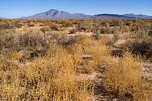 Archivo:East side of Playas Valley - Flickr - aspidoscelis