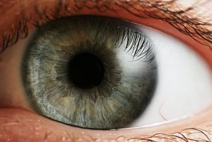 Archivo:Eye iris