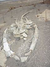Archivo:Fósil de ballena