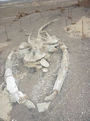 Fósil de ballena.JPG